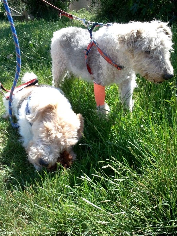 Photo de Fox terrier  poil dur