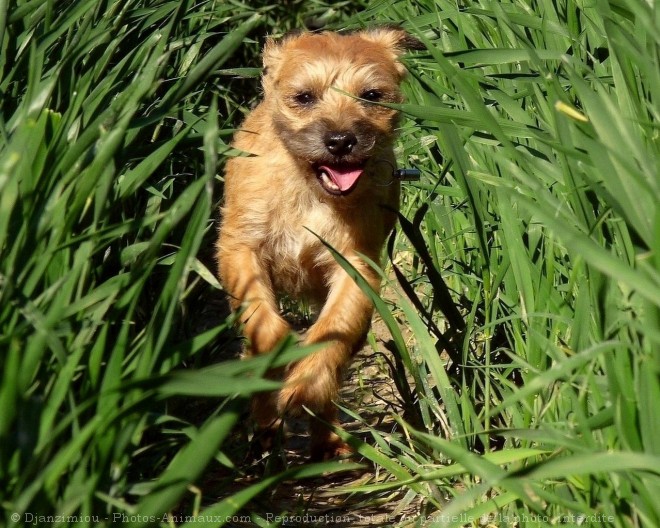 Photo de Border terrier