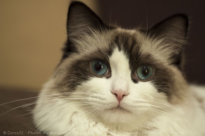 Photo de Ragdoll