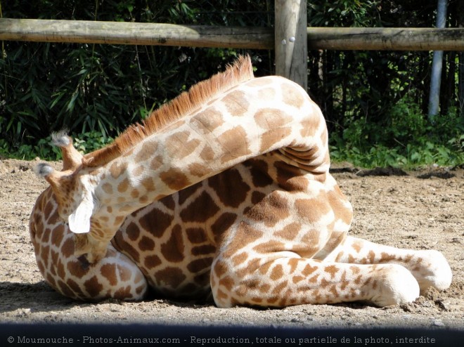 Photo de Girafe