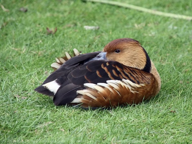 Photo de Canard dendrocygne