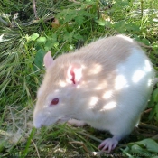 Photo de Rat