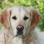 Photo de Golden retriever