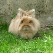 Photo de Lapin