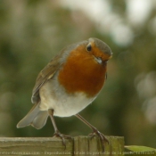 Photo de Rouge gorge