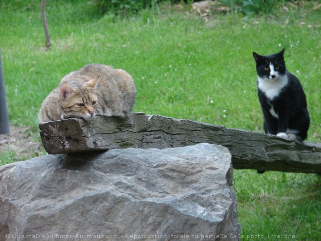 Photo de Chat domestique