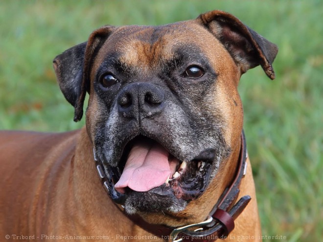 Photo de Boxer