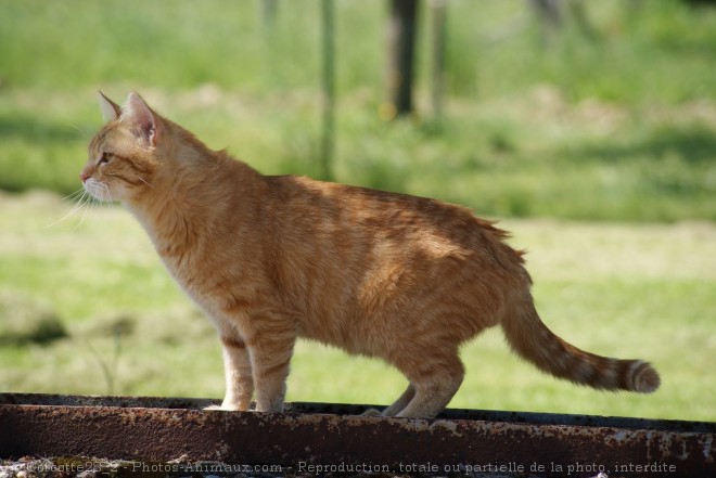 Photo de Chat domestique