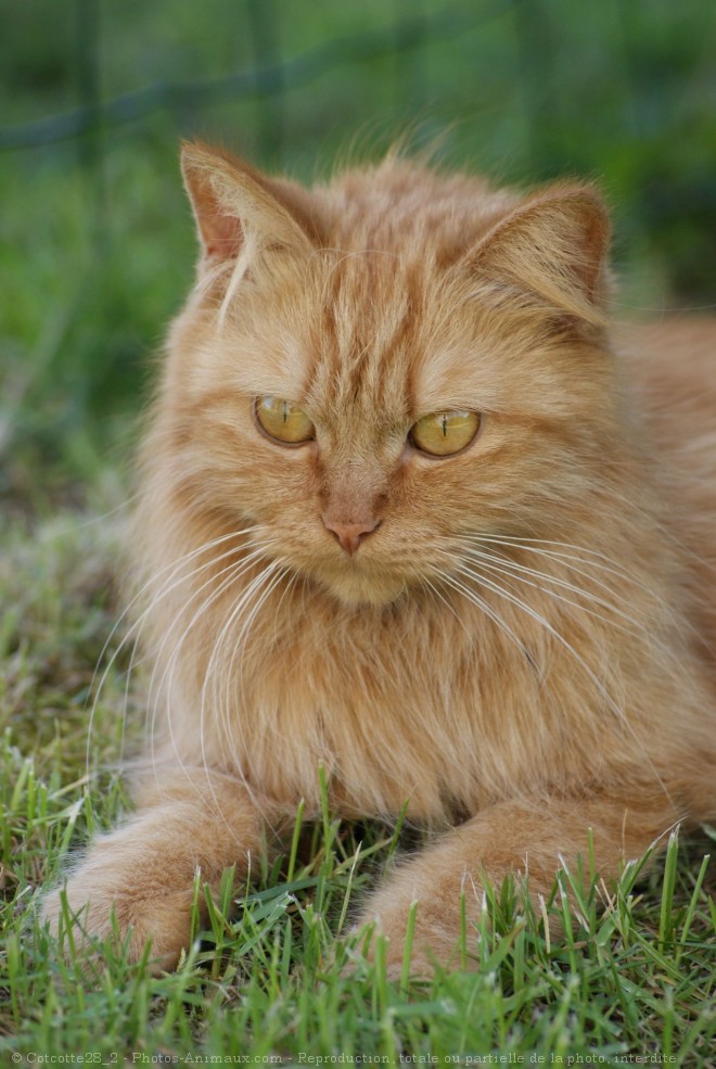 Photo de Chat domestique