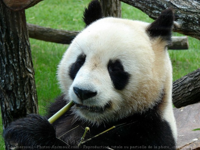 Photo de Panda