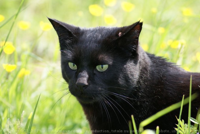 Photo de Chat domestique