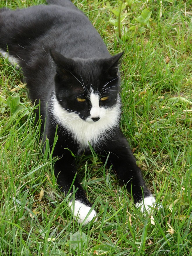 Photo de Chat domestique