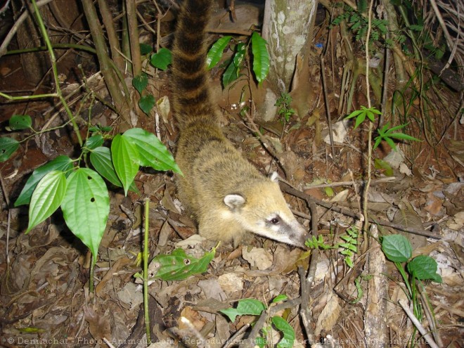 Photo de Coati