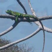 Photo d'Iguane