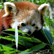 Photo de Panda roux