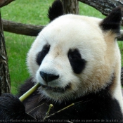 Photo de Panda