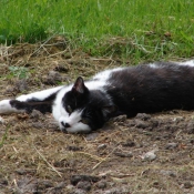 Photo de Chat domestique