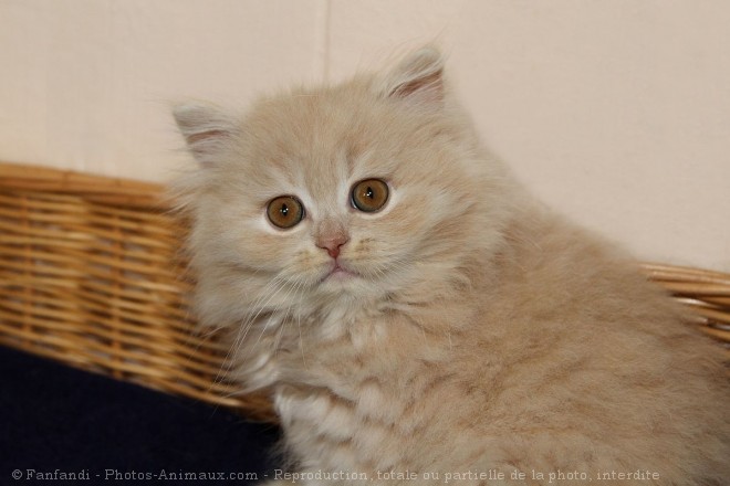 Photo de British longhair