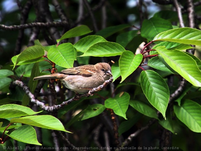 Photo de Moineau