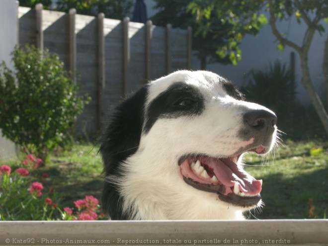 Photo de Border collie