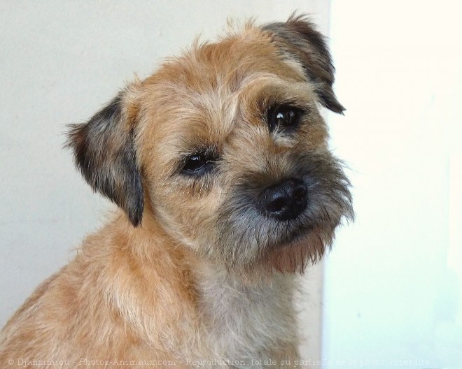 Photo de Border terrier