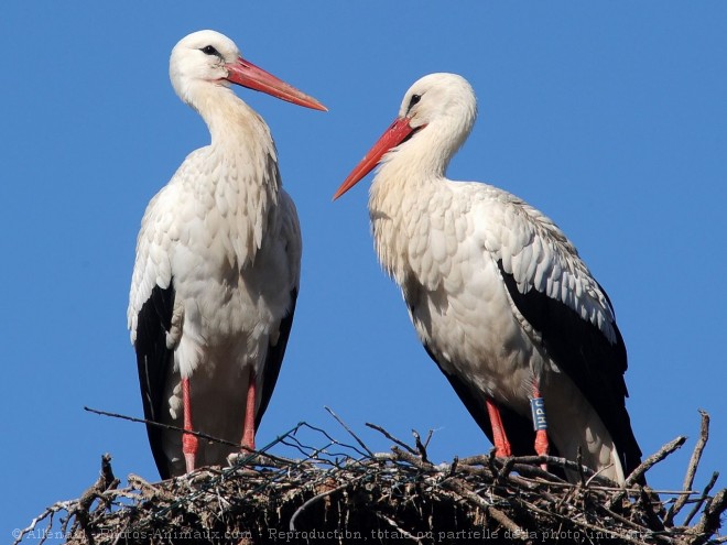 Photo de Cigogne