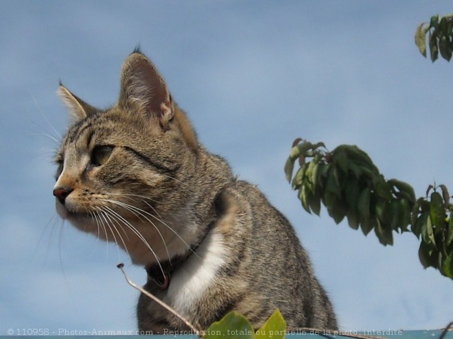 Photo de Chat domestique