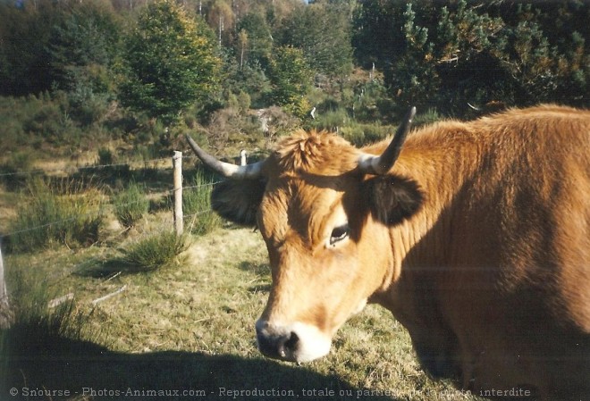 Photo de Vache - aubrac