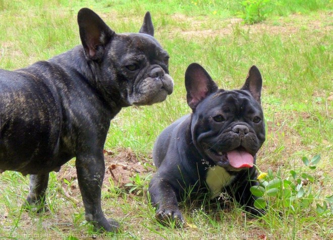 Photo de Bouledogue franais