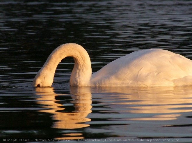 Photo de Cygne