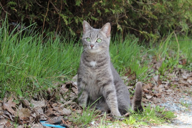 Photo de Chat domestique