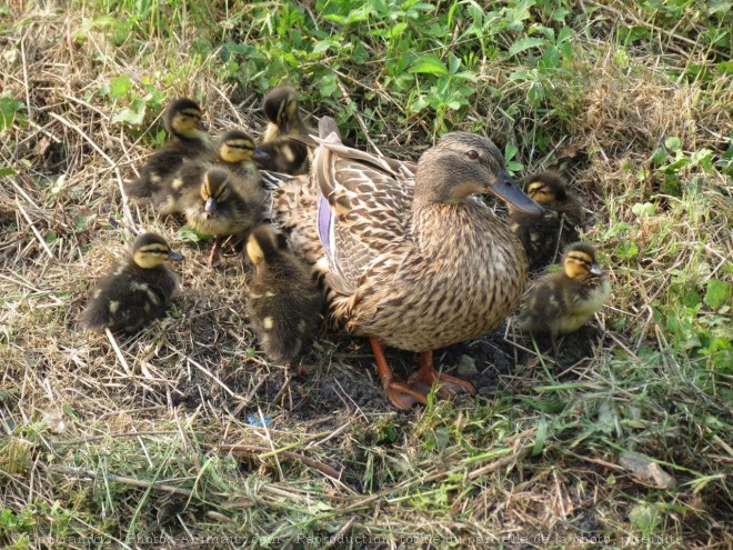 Photo de Canard colvert