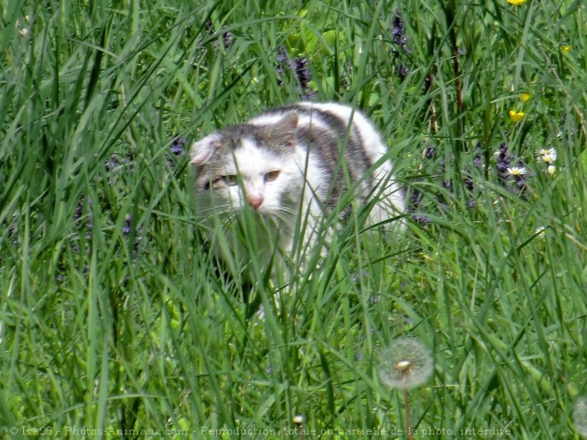 Photo de Chat domestique