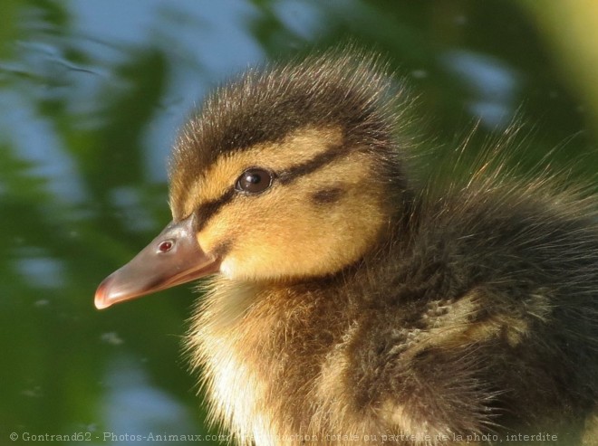 Photo de Canard colvert