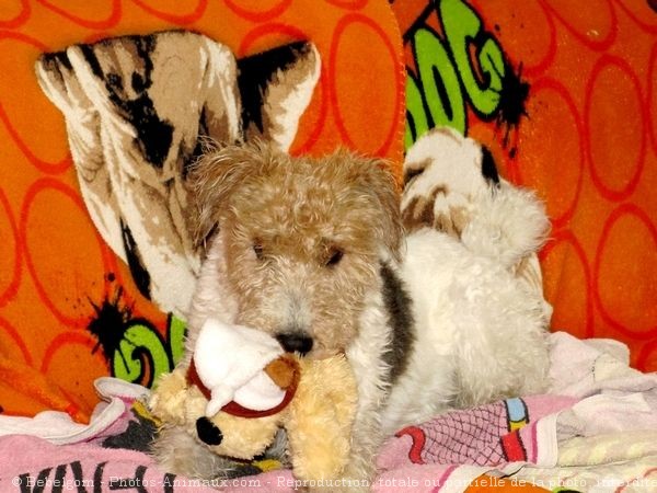 Photo de Fox terrier  poil dur