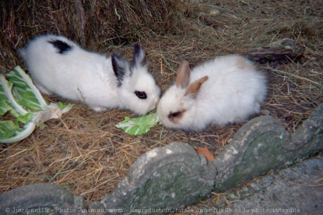 Photo de Lapin