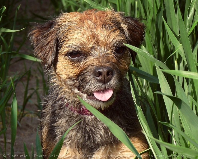 Photo de Border terrier