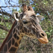 Photo de Girafe