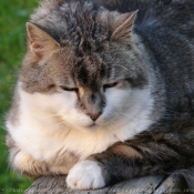 Photo de Chat domestique