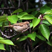 Photo de Moineau