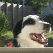 Photo de Border collie