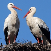 Photo de Cigogne