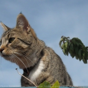 Photo de Chat domestique