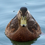 Photo de Canard colvert