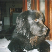 Photo de Chien de terre-neuve