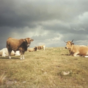 Photo de Vache - aubrac