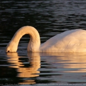 Photo de Cygne