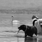 Photo de Chien de montagne des pyrnes