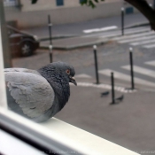 Photo de Pigeon