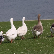 Photo de Races diffrentes